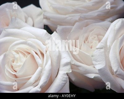 A bouquet of five white roses in blooms from above overhead nobody none backgrounds wallpaper premium luxury photos backgroud horizontal hi-res Stock Photo
