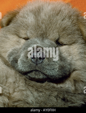 Chow puppy portrait Stock Photo