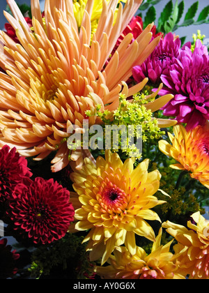 Closeup of colorful flowers Chrysanthemums floral nobody from above overhead full frame background vertical wallpaper wallpapers photos hi-res Stock Photo