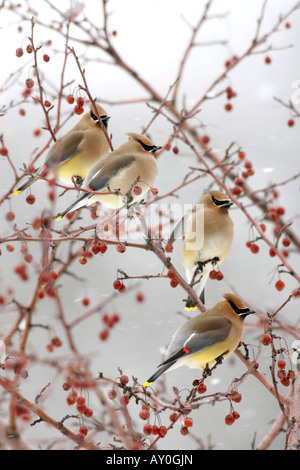 Flock of Cedar waxwing bird Bombycilla cedrorum perch on a tree and ...