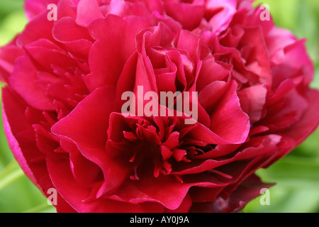 Red Paeony flower Paeonia officinalis close up Stock Photo