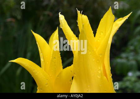 Raindrops on yellow tulips  Tulipa West Point Stock Photo