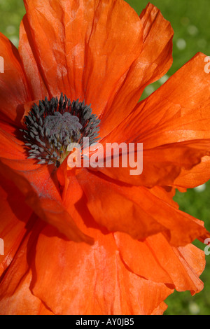 Red orange flower of Oriental Poppy Botanical name Papaver orientale Stock Photo