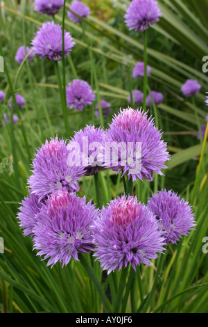 Purple lilac flowers of herb Chives Stock Photo