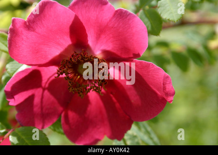Red single flower of rose Rosa moyesii Geranium close up Stock Photo