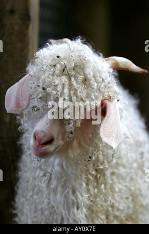 Type of angora goat with soft curly fleece Stock Photo