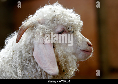 Type of angora goat with soft curly fleece Stock Photo