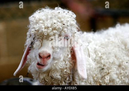 Type of angora goat with soft curly fleece Stock Photo