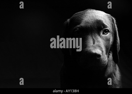 Labrador Puppy Head On in Black and White against a Black Background Stock Photo