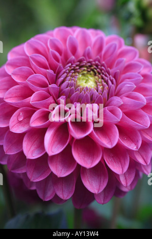 'DAHLIA' pink flower head macro close up flower Stock Photo