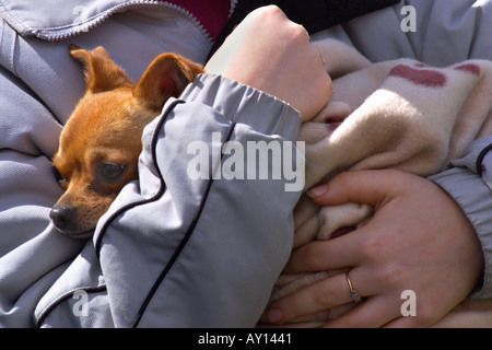 Chihuahua held in its owners arms at a dog show at Gelli Aur Country Park Carmarthenshire Wales UK Stock Photo