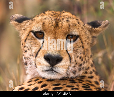 Cheetah, Acinonyx jubatus, Masai Mara, Kenya, East Africa, big cat, wild animal Stock Photo