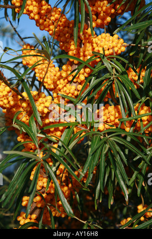 Sea Buckthorn berries born on stems and branches Hippophae rhamnoides Stock Photo