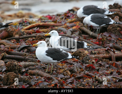 Great Black-backed Gulls Larus marinus feeding on Kelp beds at low tide Stock Photo