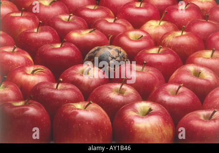 Red Apples & rotten one Stock Photo