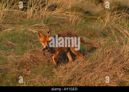 Red Fox (Vulpes vulpes).