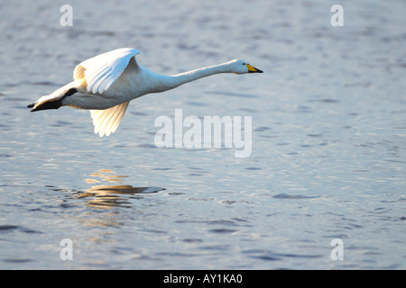 Whooper Swan in flight landing on lake water Cygnus cygnus Martin Mere Lancashire England UK GB winter Stock Photo