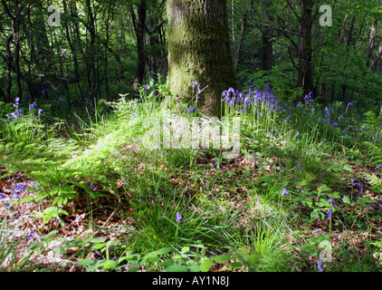 Bluebells of Scotland,photographed in a Woodland Glade by Loch Lomond.