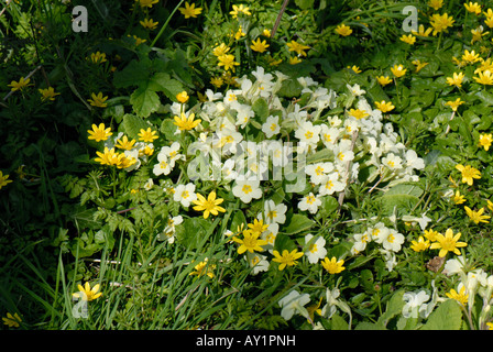 Primrose Primula vulgaris lesser celandines Ranunculus ficaria in deciduous woodland in spring Stock Photo