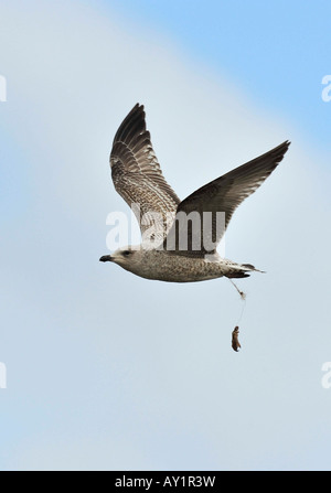 DISCARDED FISHING LINE REMOVES GULL'S LEG. Stock Photo