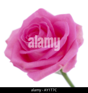 Single pink rose, in soft focus Stock Photo