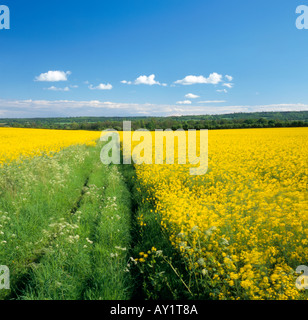 Path through a rapeseed field Westerham, Kent, England, UK. Stock Photo