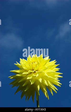 Dahlia 'Clearview Irene' Stock Photo