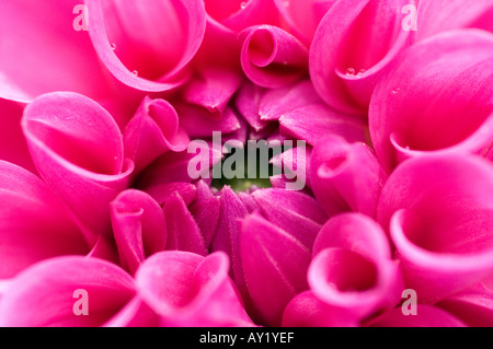 Close up of a mauve coloured Dahlia flower Stock Photo