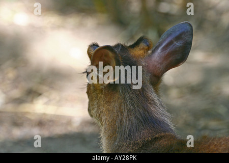 head of a Reeves's (or Chinese) muntjac - Muntiacus reevesi Stock Photo