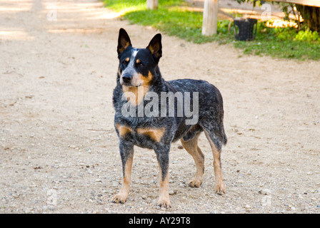 Ranch Dog / Mixed Breed Stock Photo