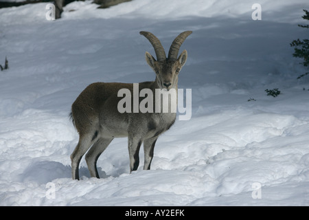 Spanish or Iberian ibex Capra pyrenaica Spain winter Stock Photo