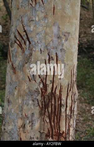 Bengal tiger scratch marks on a tree trunk Stock Photo