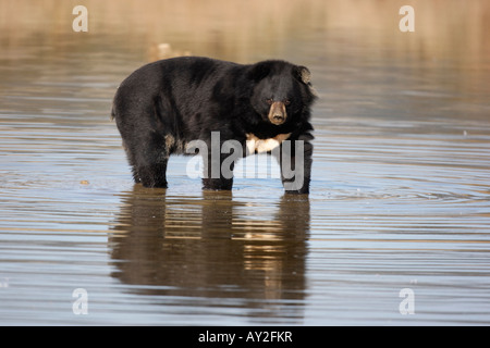 Asiatic Black Bear Ursus thibetanus Captive Stock Photo