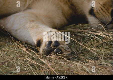 LION PANTHERA LEO PAW PADS Stock Photo