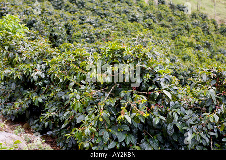 Coffee bushes growing in a Costa Rican coffee plantation Stock Photo