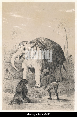 White Elephant Siam Stock Photo - Alamy