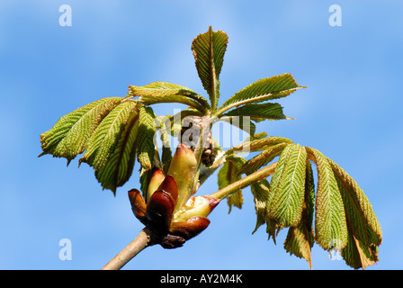 Horse chestnut Aesculus hippocastanum young leaves and tight flower bud against a blue spring sky Stock Photo