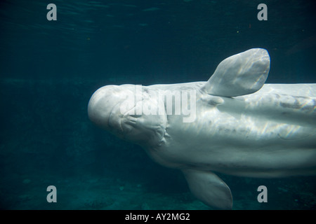 Beluga Whale Mystic Aquarium Institute For Exploration Mystic Connecticut United States of America Stock Photo