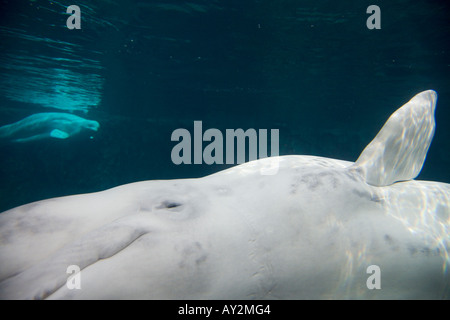 Beluga Whale Mystic Aquarium Institute For Exploration Mystic Connecticut United States of America Stock Photo