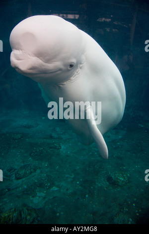 Beluga Whale Mystic Aquarium Institute For Exploration Mystic Connecticut United States of America Stock Photo