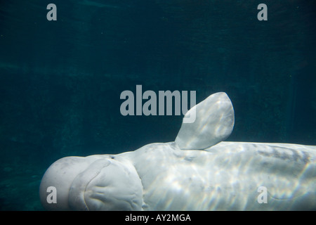 Beluga Whale Mystic Aquarium Institute For Exploration Mystic Connecticut United States of America Stock Photo