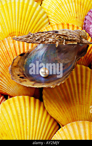 Pearl in open oyster shell on bed of yellow sea shells