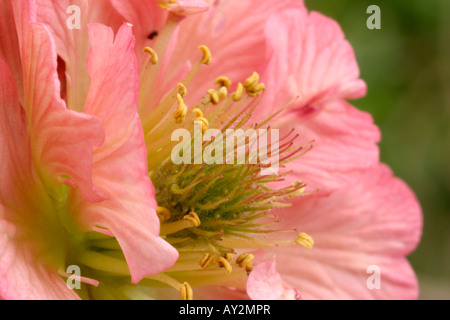 Geum Bell Bank detail Stock Photo