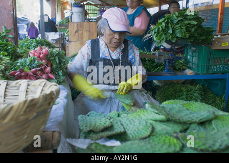 At the La Merced market in Mexico City a woman cleans cactus pads nopales of their barbs. Stock Photo