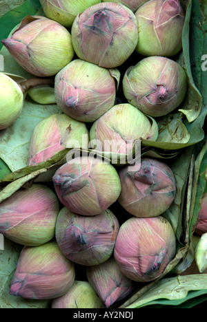 Bunch of lotus flower buds Stock Photo