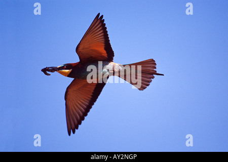 European bee eater Merops apiaster flying with insect in its beak Stock Photo
