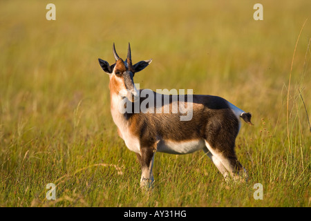 bontebok young Stock Photo