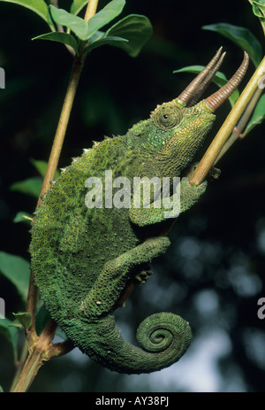 Jackson's Chameleon (Chamaeleo jacksonii) Male WILD Nairobi area, KENYA Stock Photo