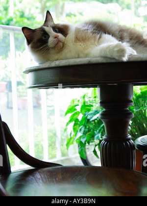 Cat lying on (Ragdoll) a table Stock Photo