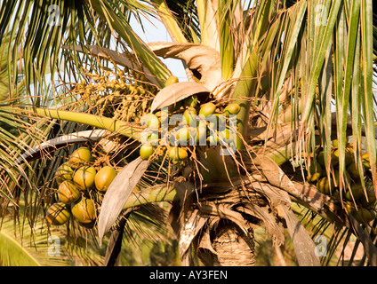 Close-up view of loaded bunches of golden coconut fruits, flowers, and leaves on a palm tree at tropical beach resort of Dwarka. Stock Photo